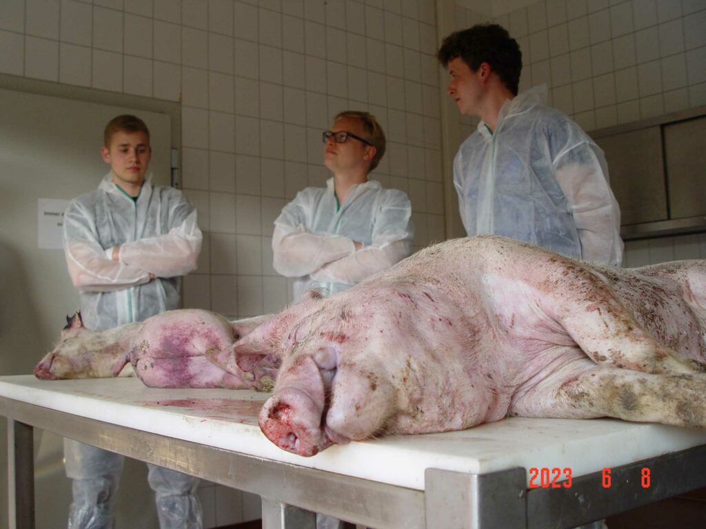 Tote Schweine